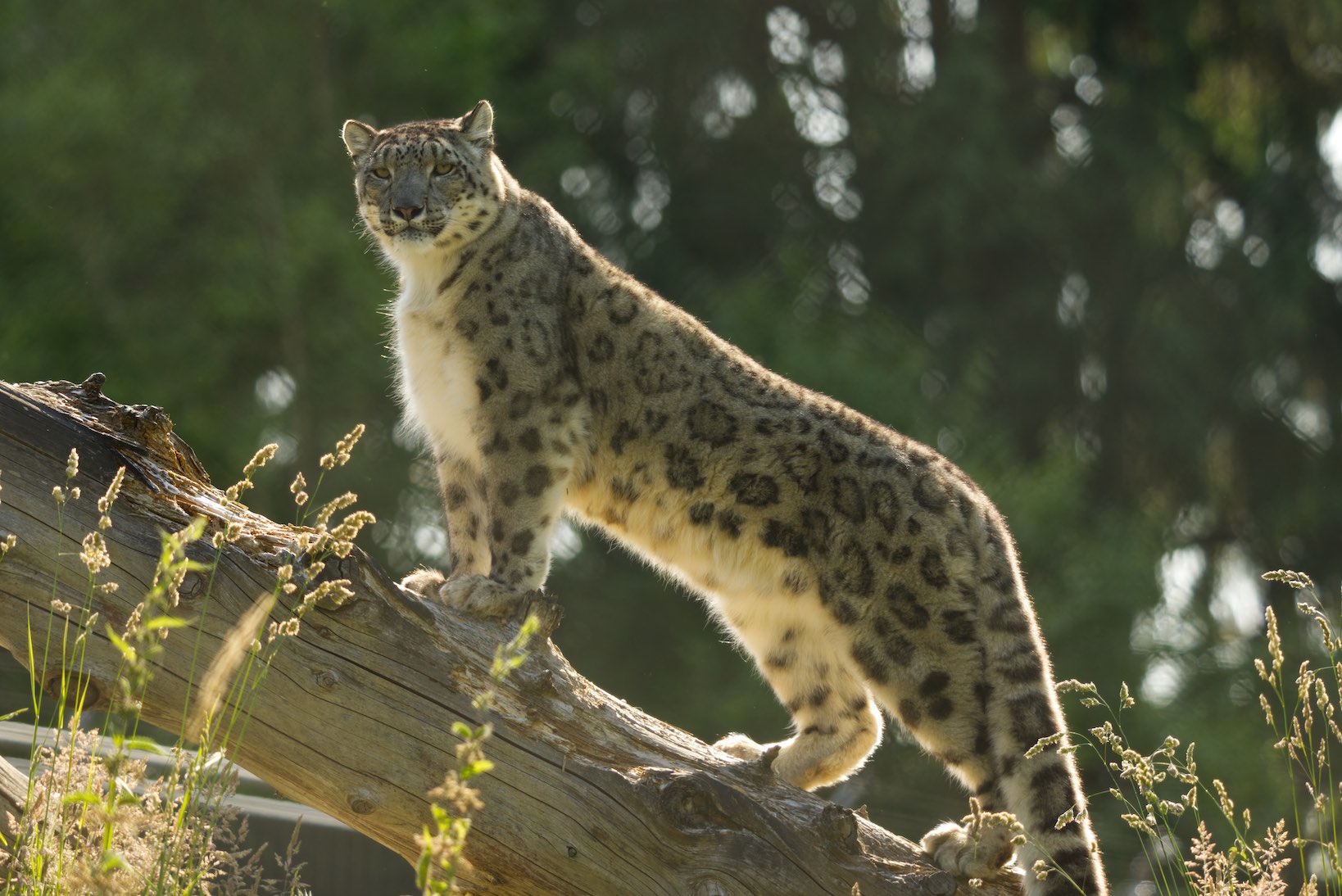 Snow Leopard 2 0615